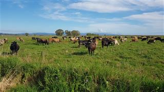 Photo of Tour Aotearoa 2023: rider Ride to Remember, Cows