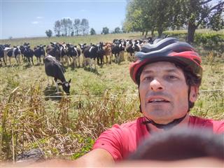 Photo of Tour Aotearoa 2024: rider Stephane Perron, cows