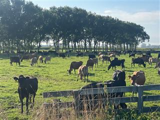 Photo of Tour Aotearoa 2023: rider Rich Truax, What a nice herd - chewing away!