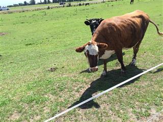 Photo of Tour Aotearoa 2016: Rider Erik Westra