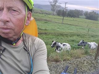 Photo of Tour Aotearoa 2023: rider AdrianD, Cows at Mangiti