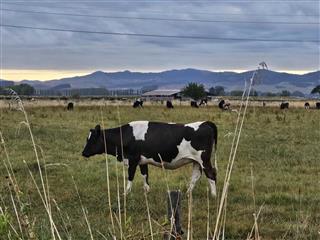 Photo of Tour Aotearoa 2024: rider Annette H, Cows near Miranda Springs